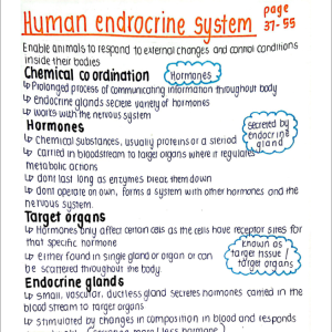 Human Endocrine System Biology - Grade 12