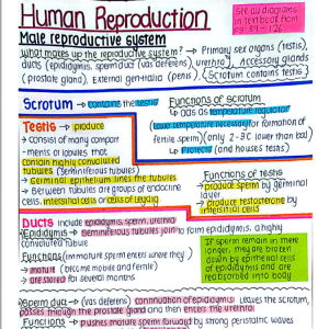 Human Reproduction Biology - Grade 12